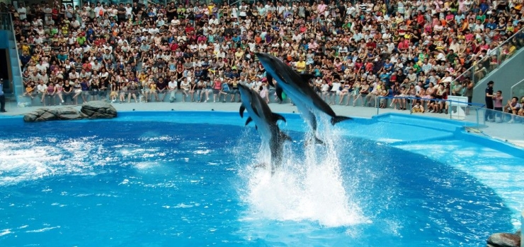 成都海昌极地海洋世界_成都海昌极地海洋世界旅游_一起游_17u.com